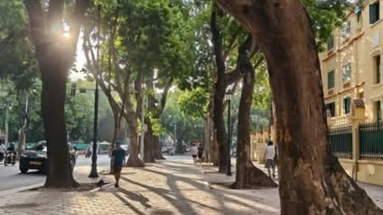 Hè phố duy nhất ở Hà Nội có 3 hàng cây cổ thụ