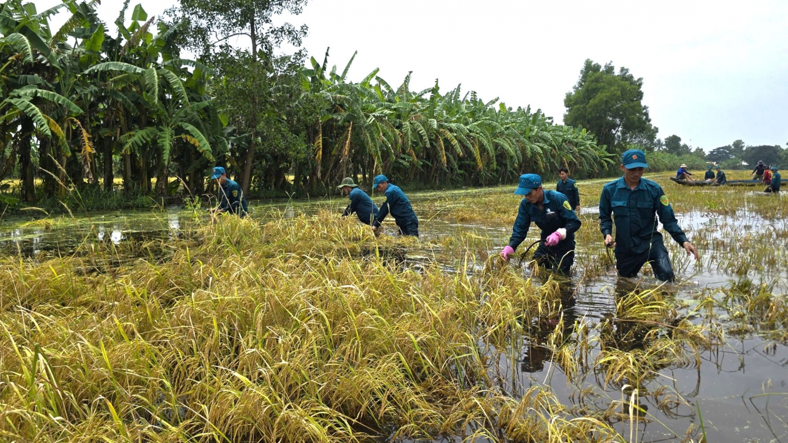 Tập trung chống ngập, hỗ trợ người dân giảm thiểu thiệt hại tại Cà Mau