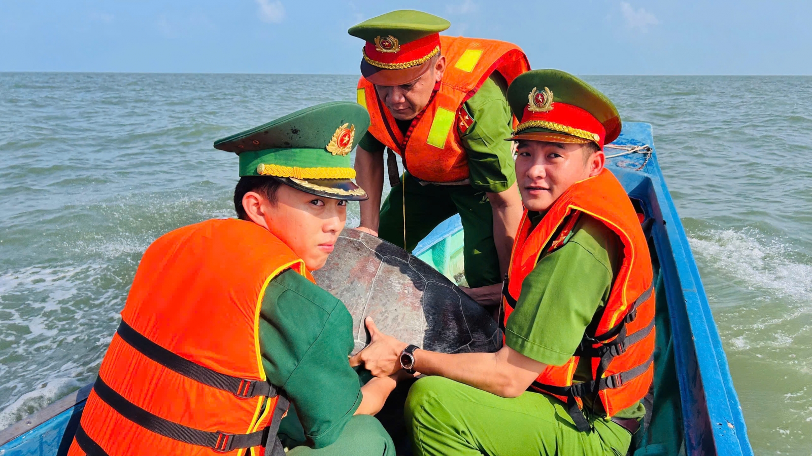 Thả cá thể vích quý hiếm nặng 70kg về biển