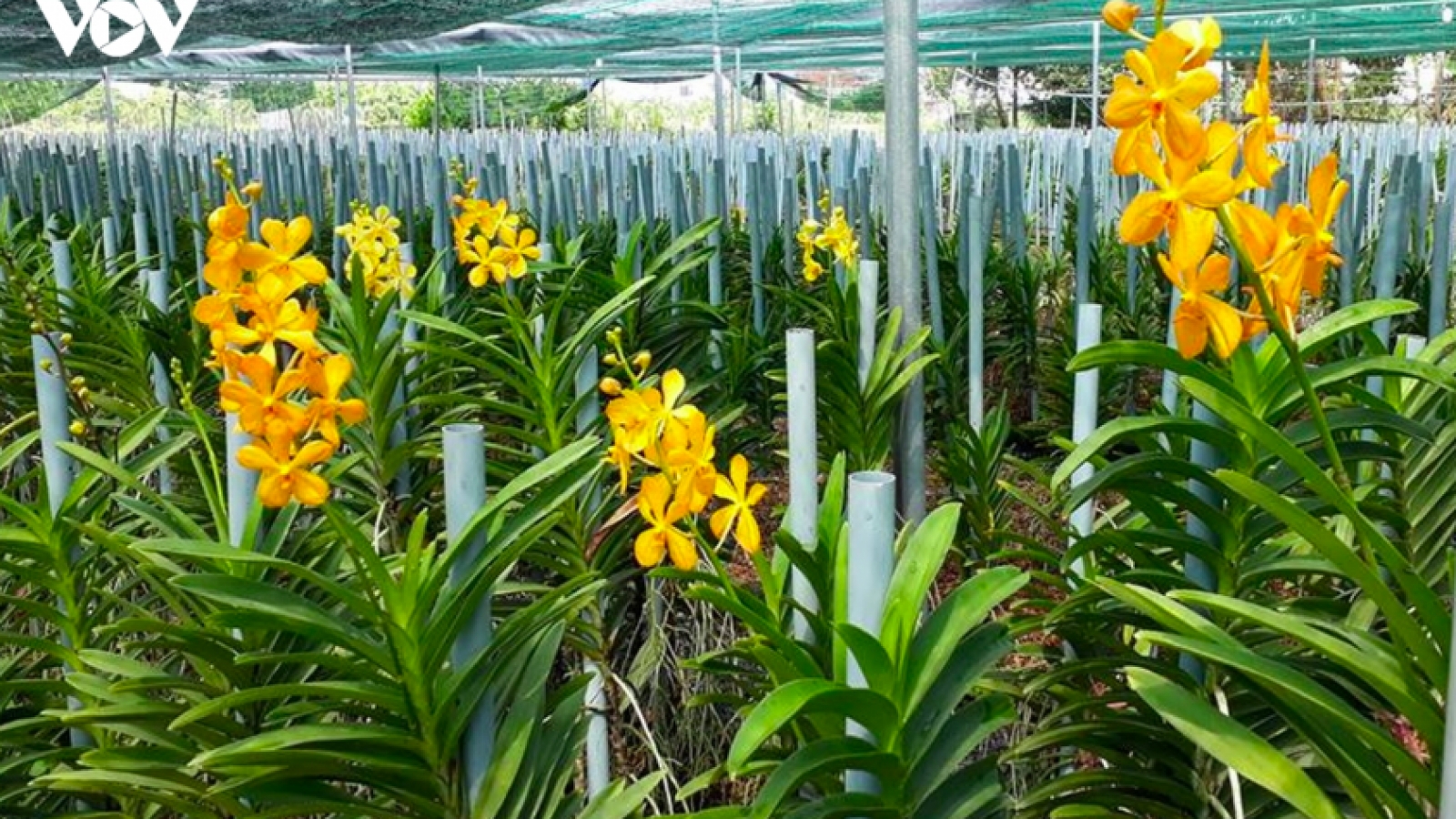 Đan Phượng: Từ nông thôn mới đến miền quê hiện đại, xanh và đáng sống
