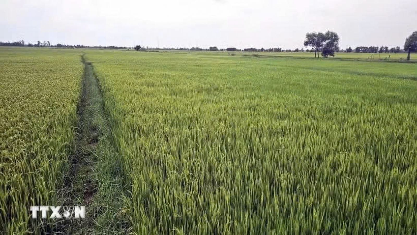 Strong El Niño predicted, requiring timely, effective response measures