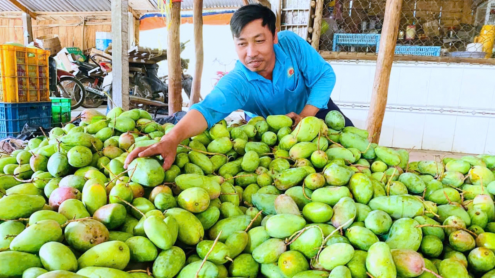 Số hóa vùng trồng, nâng sức cạnh tranh trái cây ĐBSCL