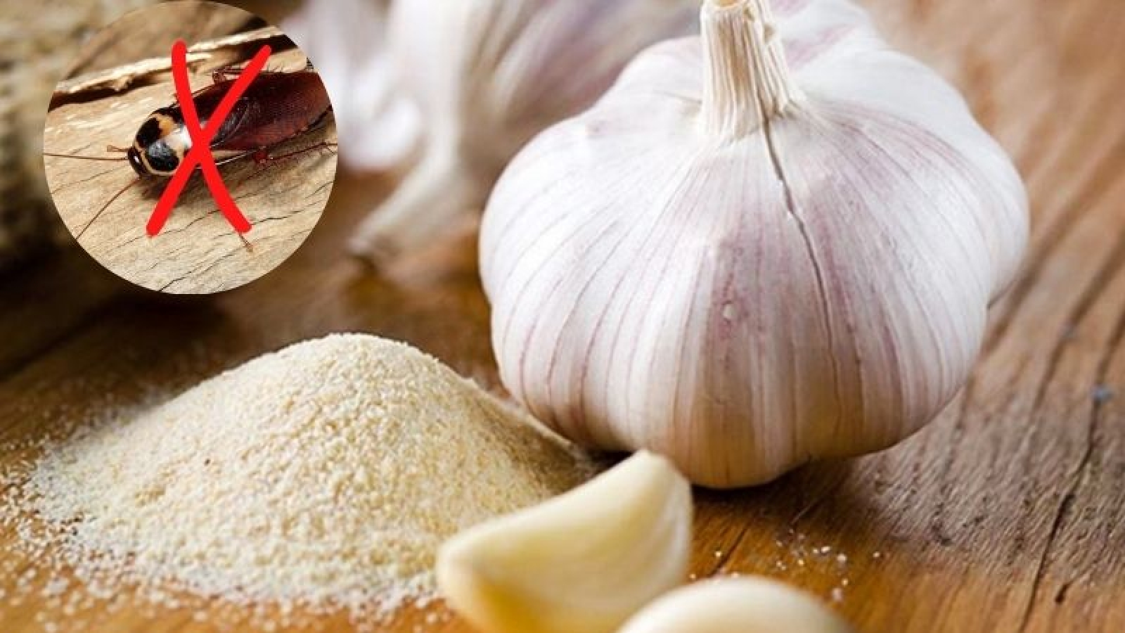 Dùng tỏi đuổi gián: Có hiệu quả như lời đồn?