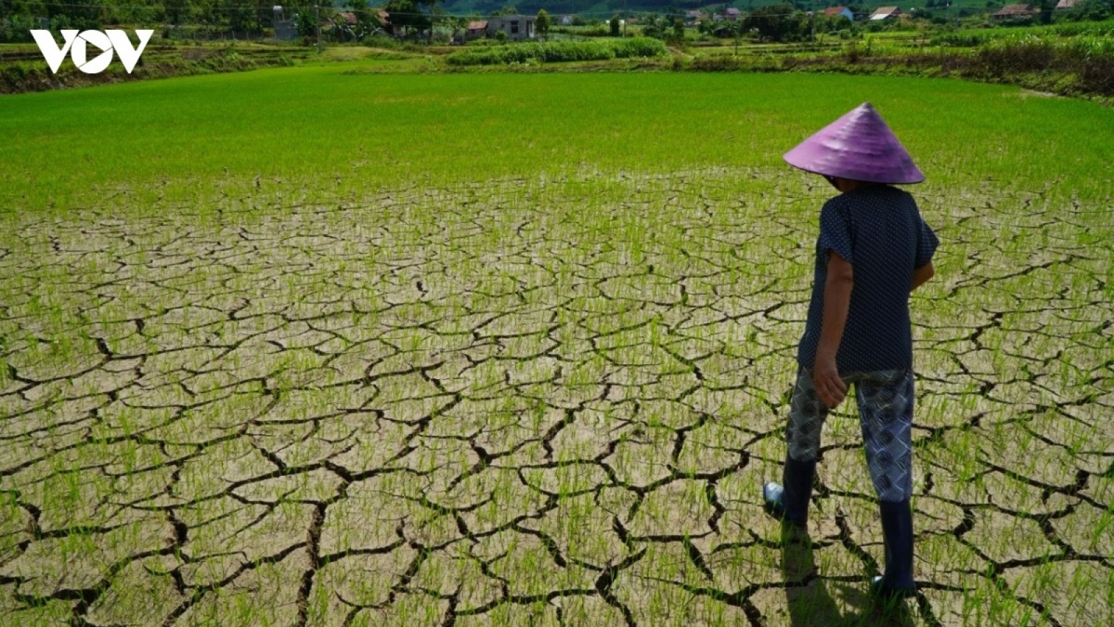 El Niño đạt đỉnh: Những khu vực nào của Việt Nam chịu ảnh hưởng lớn nhất?