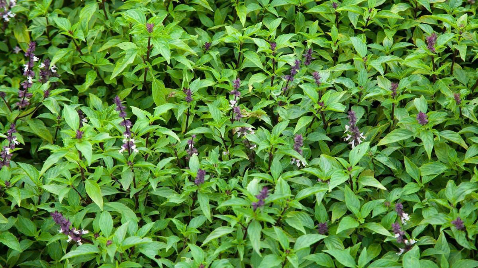 Nhà đang trồng húng quế, đừng bỏ qua những lưu ý này