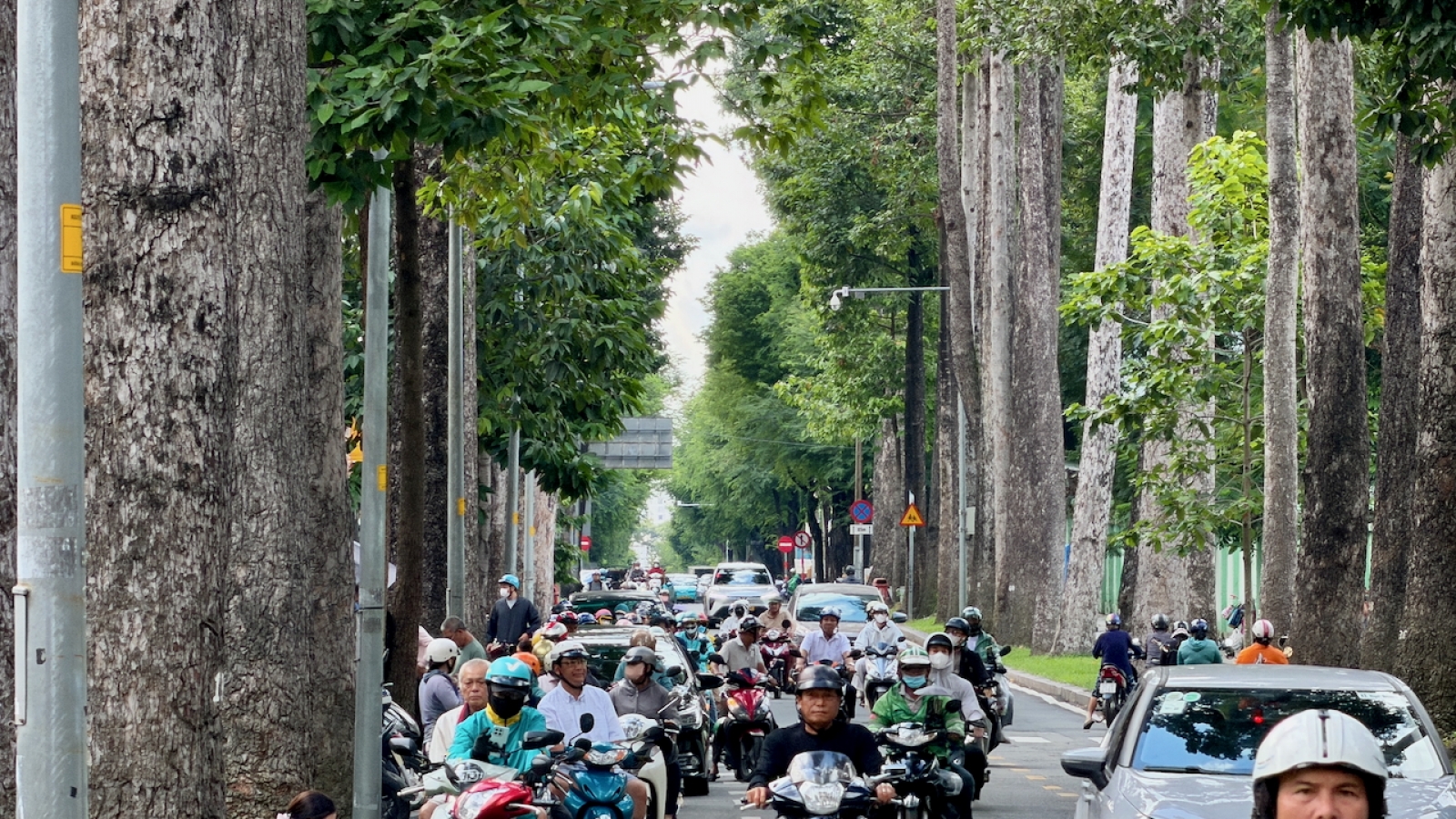 Cây cổ thụ mùa mưa ở TP.HCM: Ngân sách trăm tỷ, mối họa treo lơ lửng