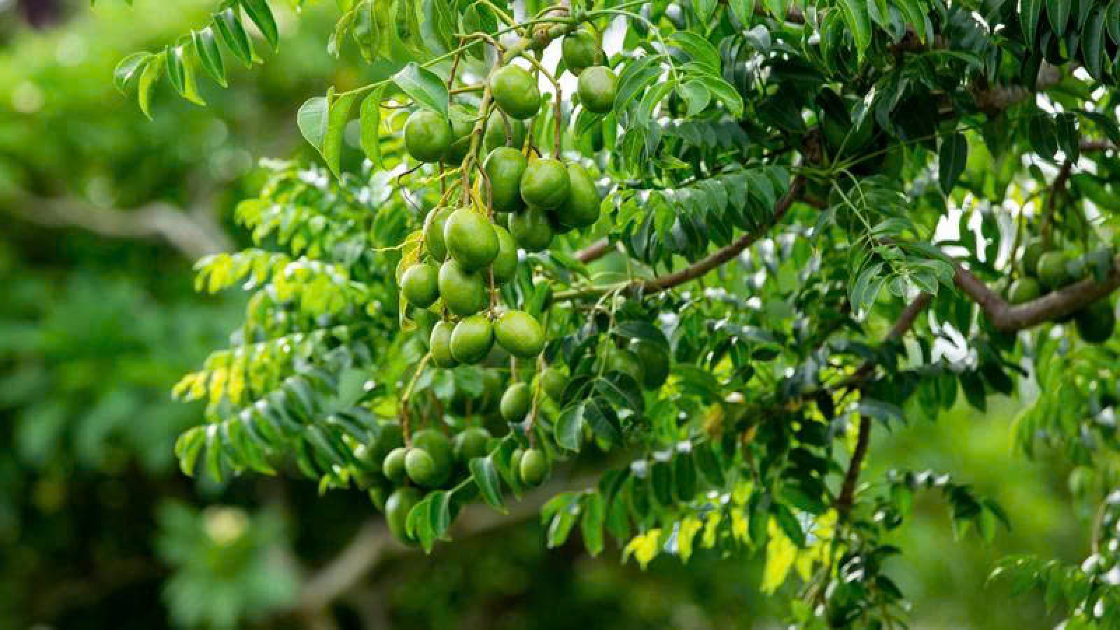 Lá cóc có gì đặc biệt mà nhiều người chưa biết?