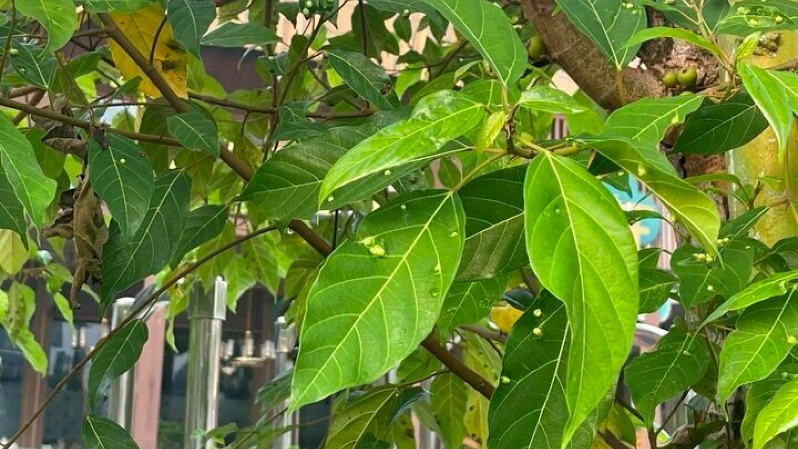 Cây thuốc quý hay trồng bờ ao, từ lá đến quả đều cực tốt cho sức khỏe