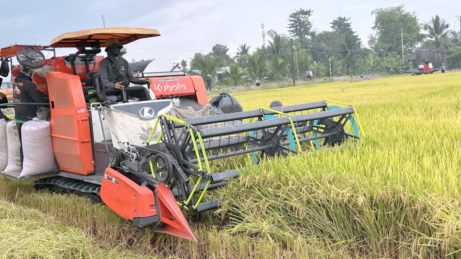 Gỡ “nút thắt” về liên kết trong Đề án 1 triệu ha lúa tại Đồng bằng sông Cửu Long