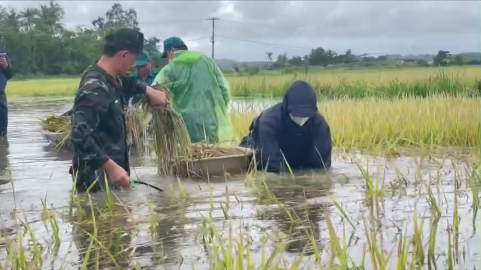 Đắk Lắk khẩn trương hỗ trợ nông dân thu hoạch lúa ngập úng