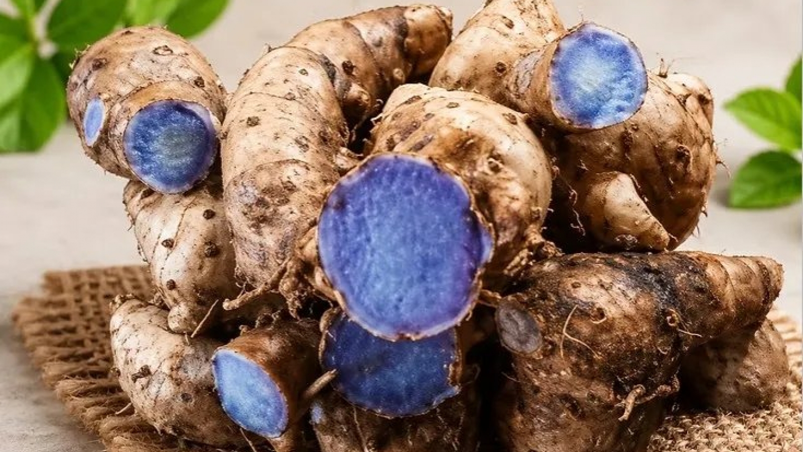Vị thuốc quý giúp ngừa đột quỵ, chống viêm và trẻ hóa tế bào lại ít người biết