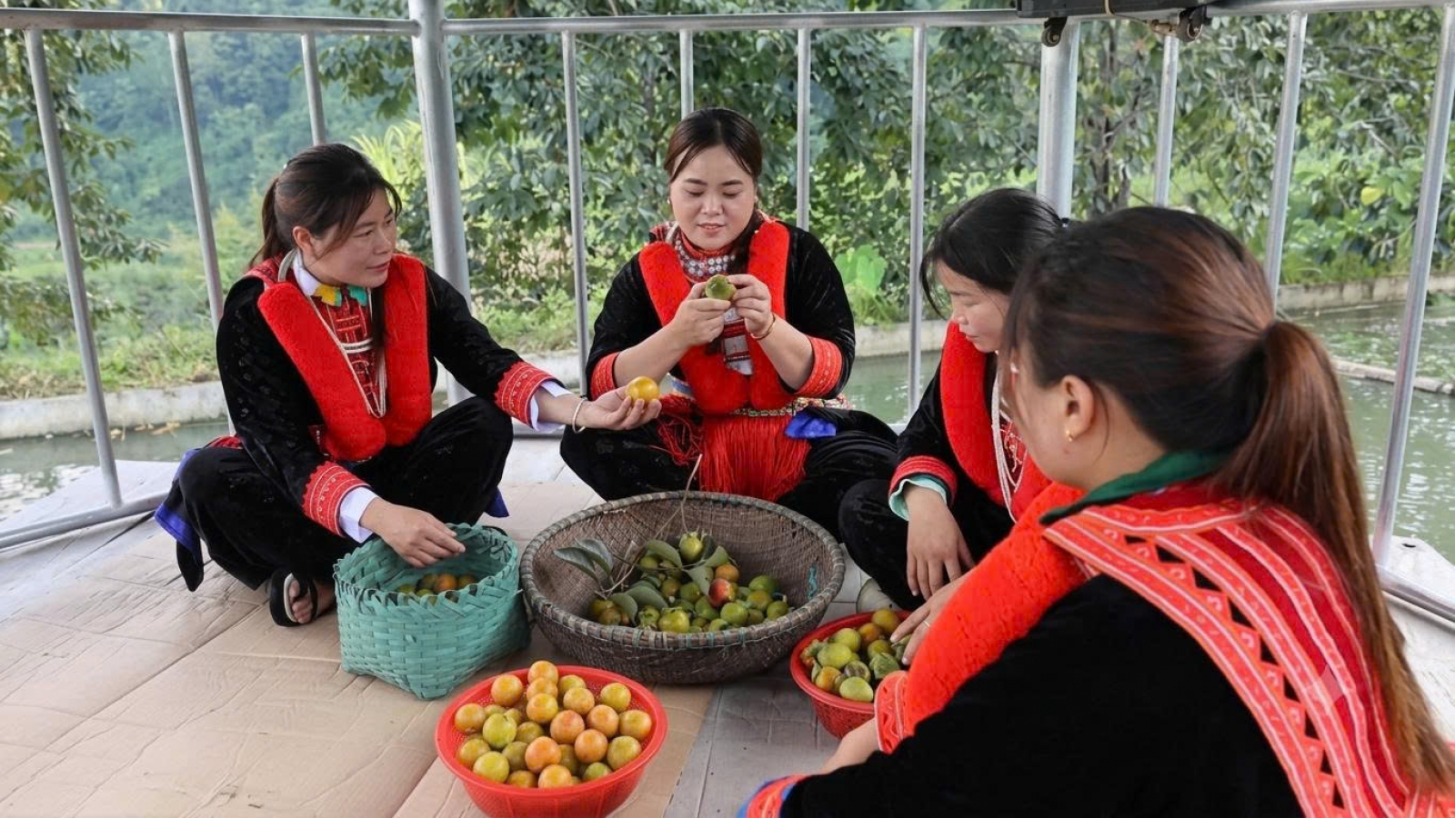 Mùa hồng không hạt ở vùng cao Thái Nguyên