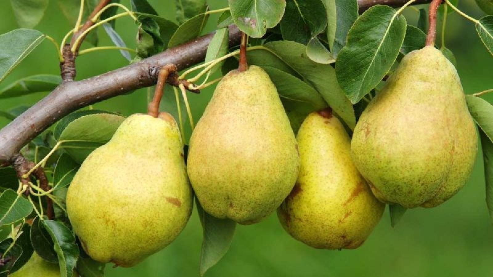 Quả lê có gì đặc biệt mà được xem là thực phẩm tốt cho sức khỏe?