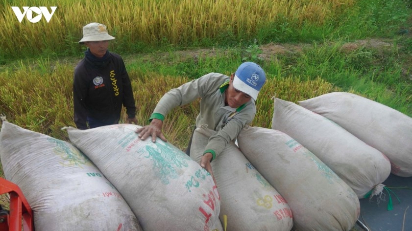 Rice export markets expanded to navigate external fluctuations