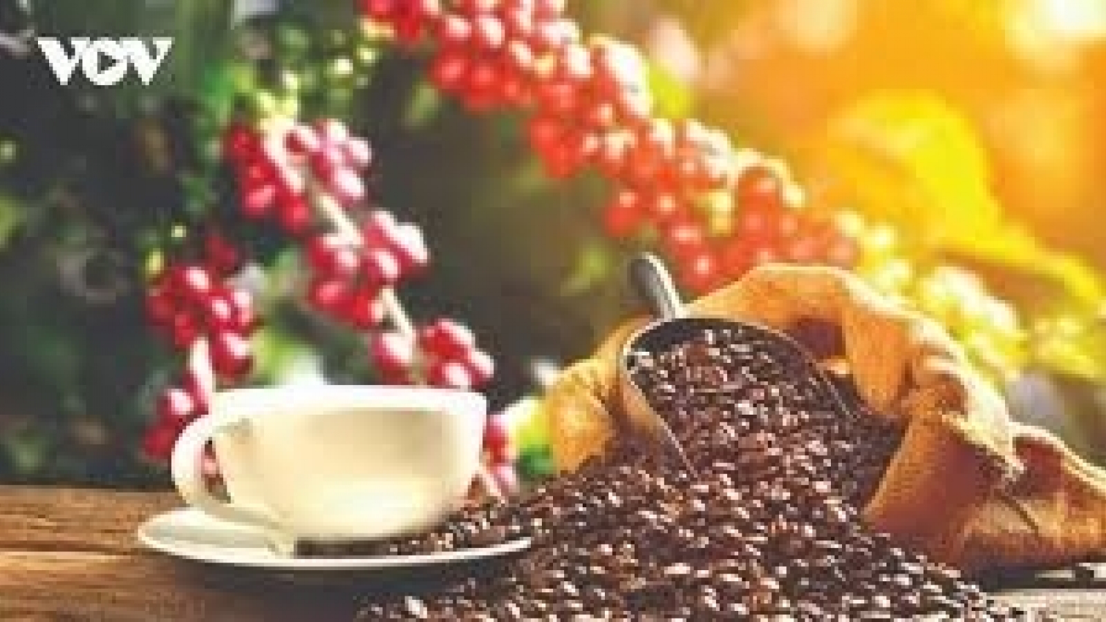 Giá cà phê hôm nay 25/9: Giá cà phê trong nước và thế giới đều tăng