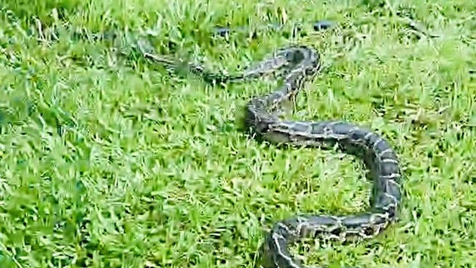 Người dân ở Nghệ An giao nộp cá thể trăn nặng 5kg