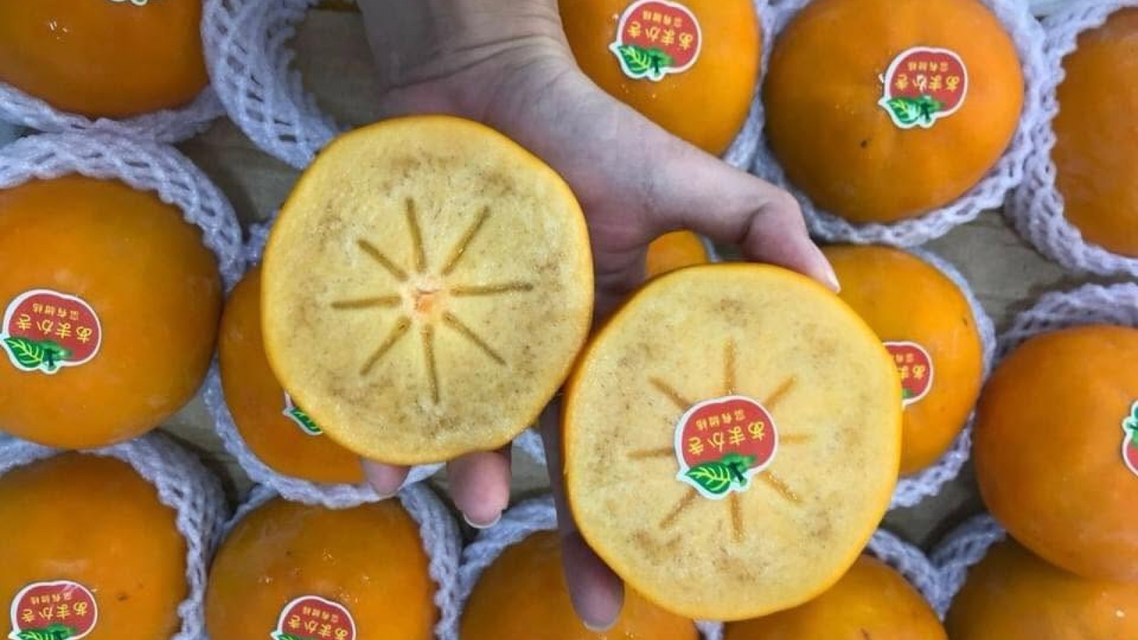 Hồng giòn socola Trung Quốc giá rẻ chưa từng có