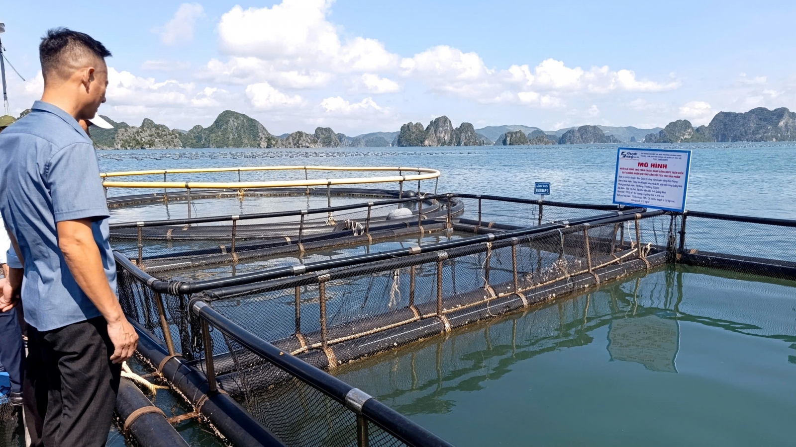 Khuyến nông Quốc gia hỗ trợ nuôi biển và chế biến thủy sản ở Vân Đồn