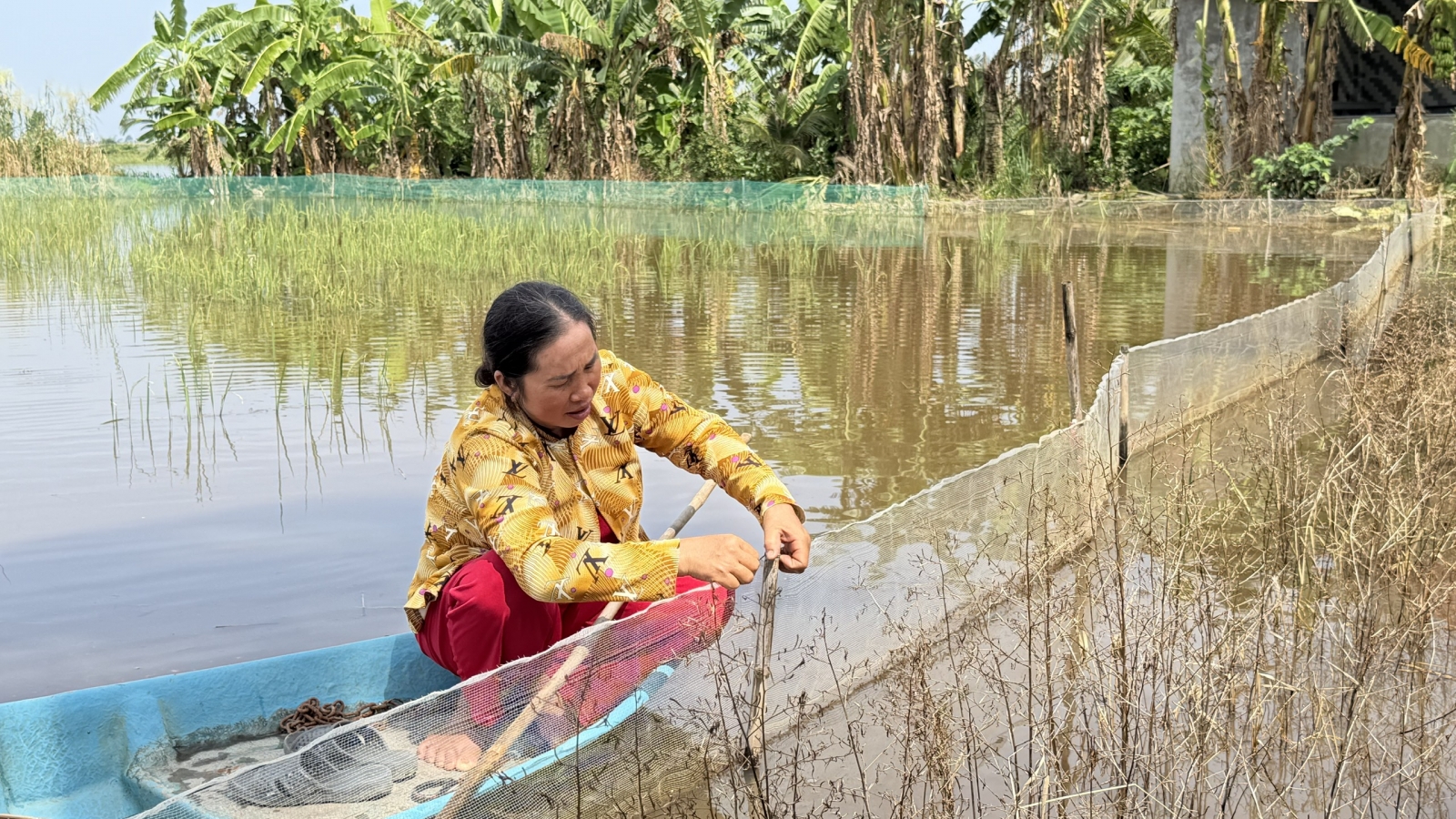 Mùa nước nổi- Mùa nuôi cá không mồi