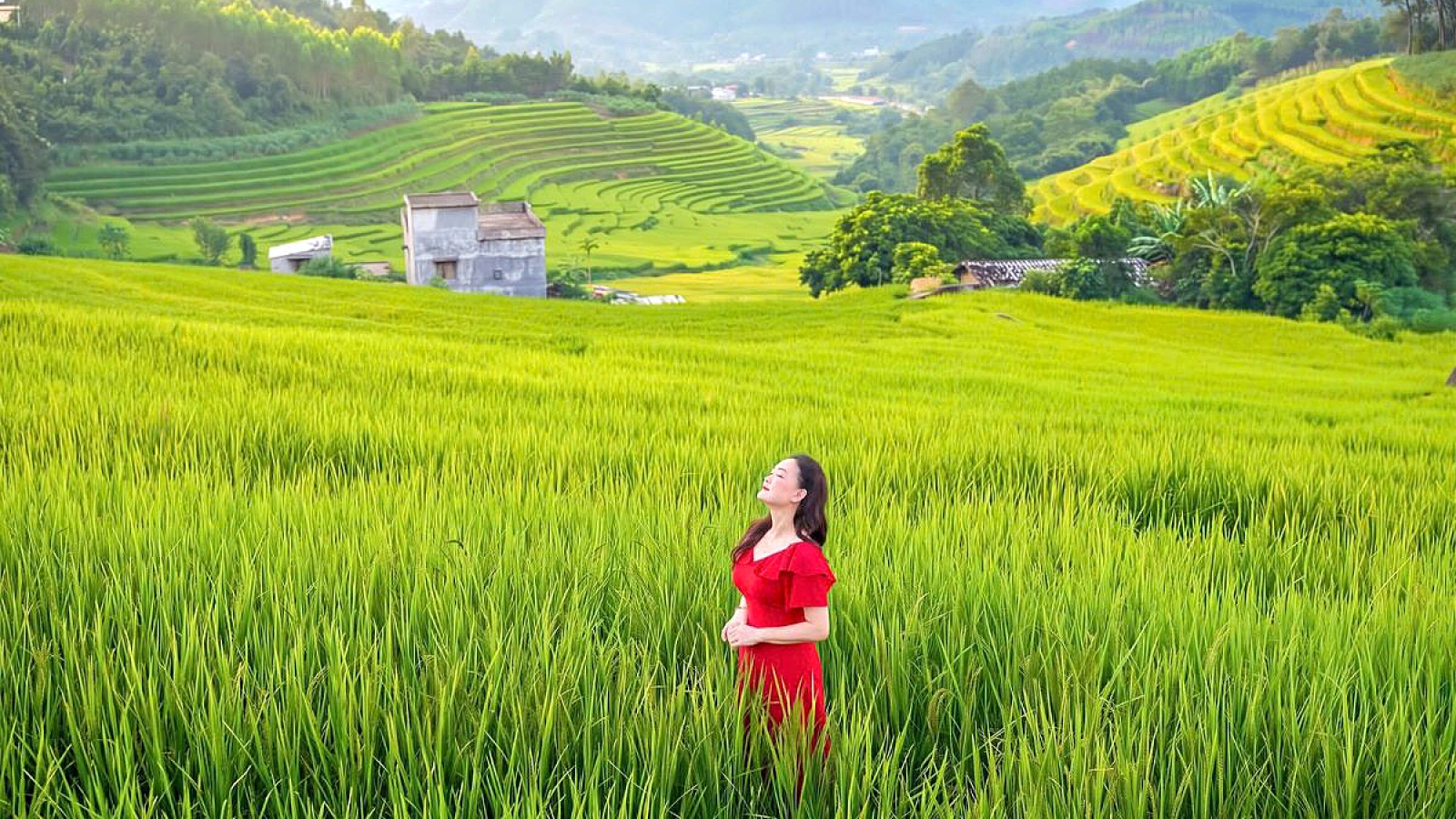 “Thêu” mùa vàng giữa núi rừng Lục Hồn, Quảng Ninh