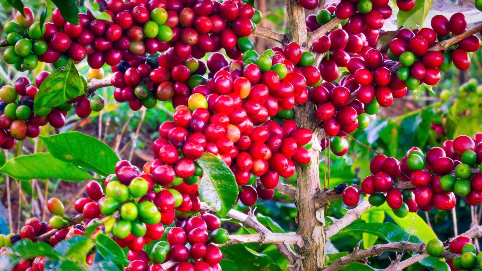 Giá cà phê hôm nay 20/10: Giá cà phê trong nước tăng 200 đồng/kg