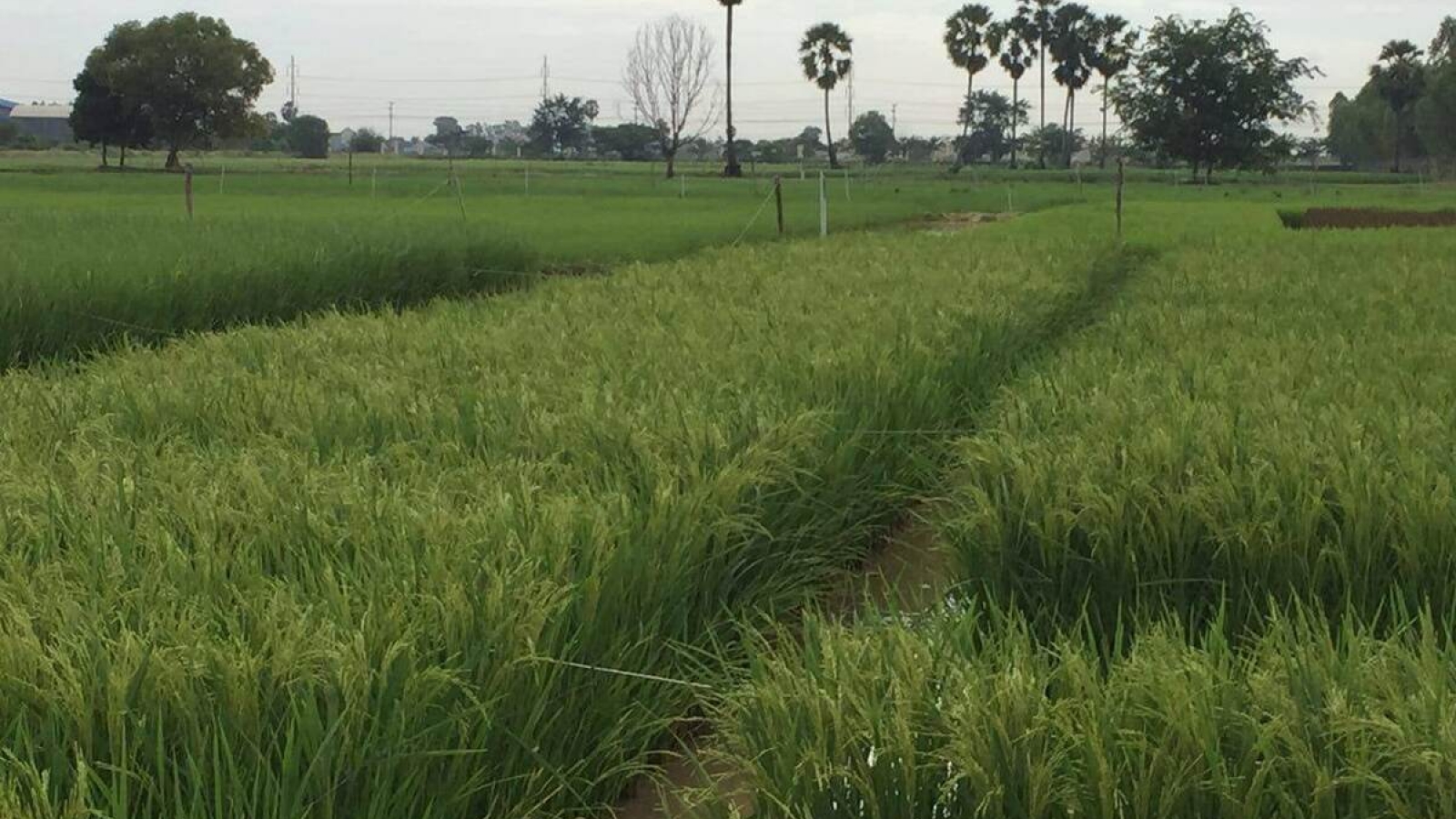 Giá phân bón tăng 30%, Campuchia thúc đẩy sản xuất nội địa