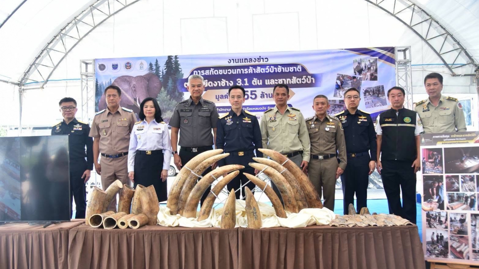 Thái Lan thu giữ hơn 3 tấn ngà voi trong vụ buôn lậu động vật hoang dã quy mô lớn