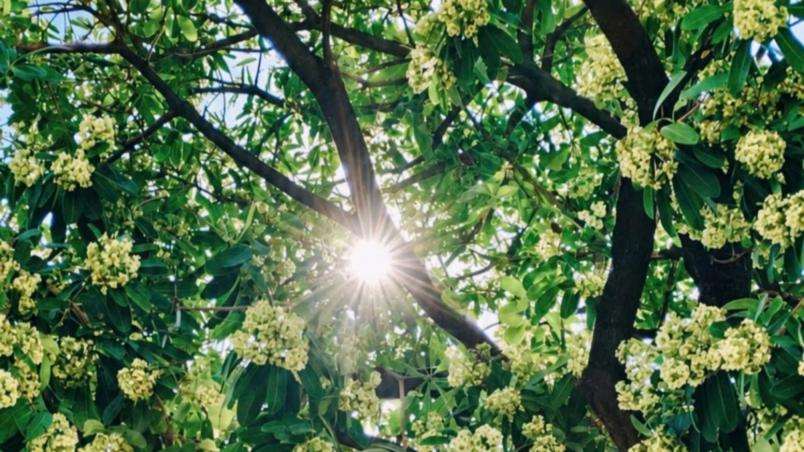 Romantic early autumn sunshine in Hanoi