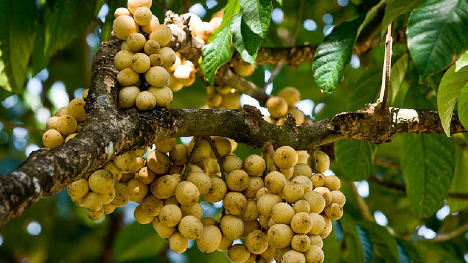 Cây mọc hoang trong rừng thành đặc sản tiền triệu