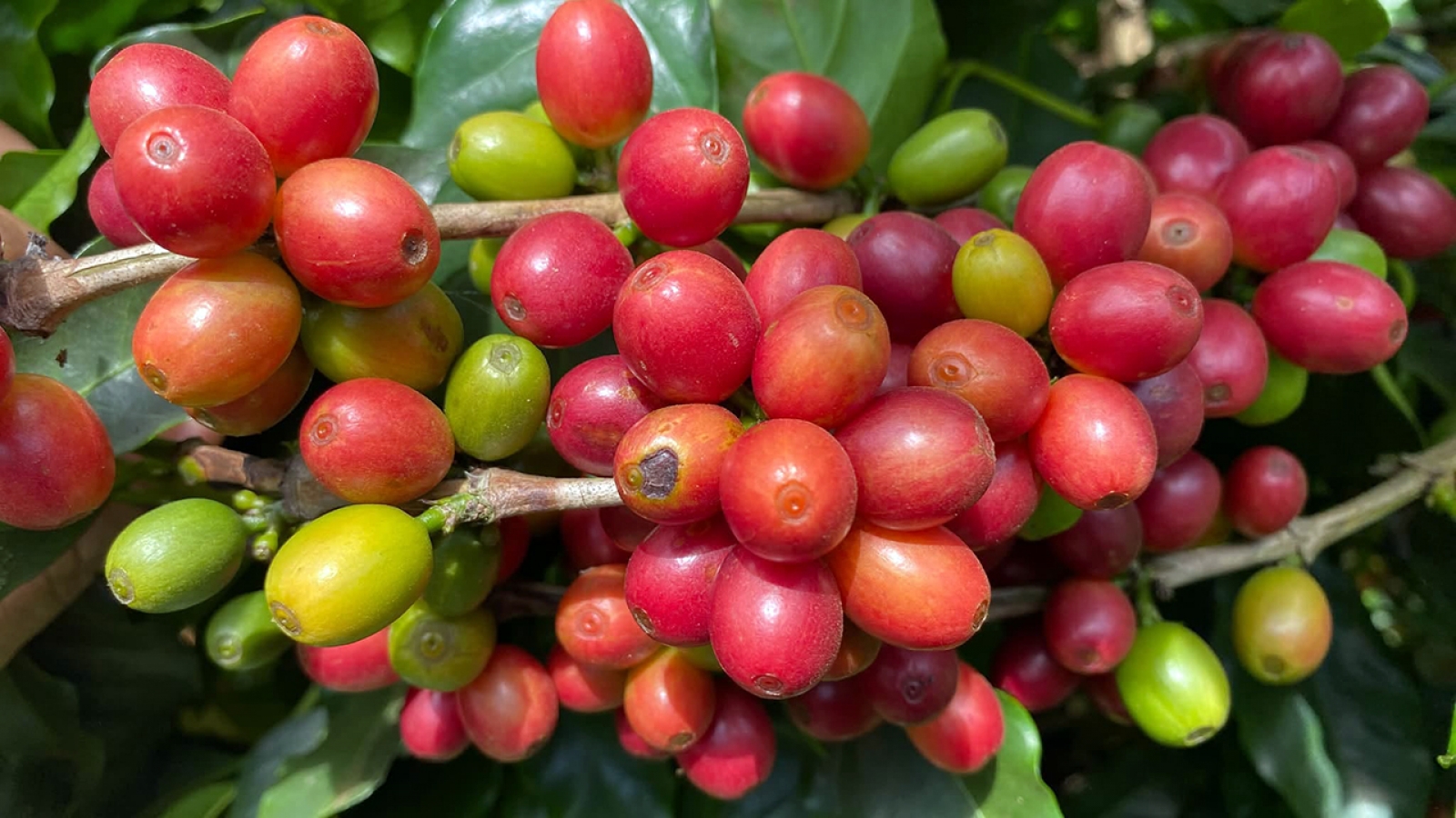 Giá cà phê hôm nay 8/10: Giá cà phê trong nước và thế giới đều giảm