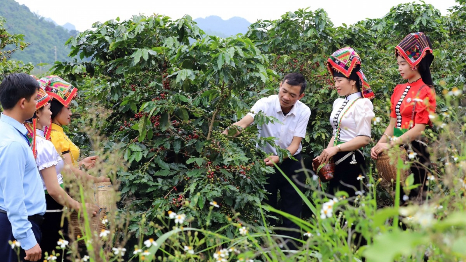 Giá cà phê hôm nay 16/10: Cà phê trong nước tăng từ 300 - 500 đồng/kg
