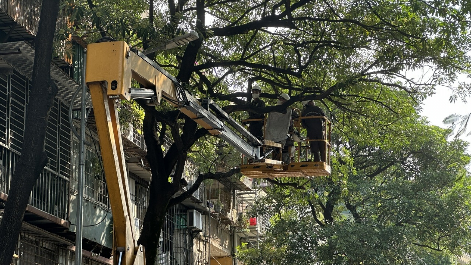 Hà Nội bắt đầu cắt tỉa hoa sữa nở dày để giảm mùi hương