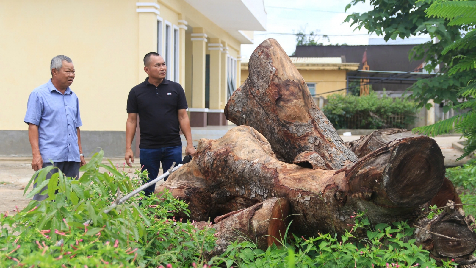 Vụ chặt 15 cây xanh trong trụ sở ở Gia Lai: Phê bình 2 tập thể, 2 cá nhân