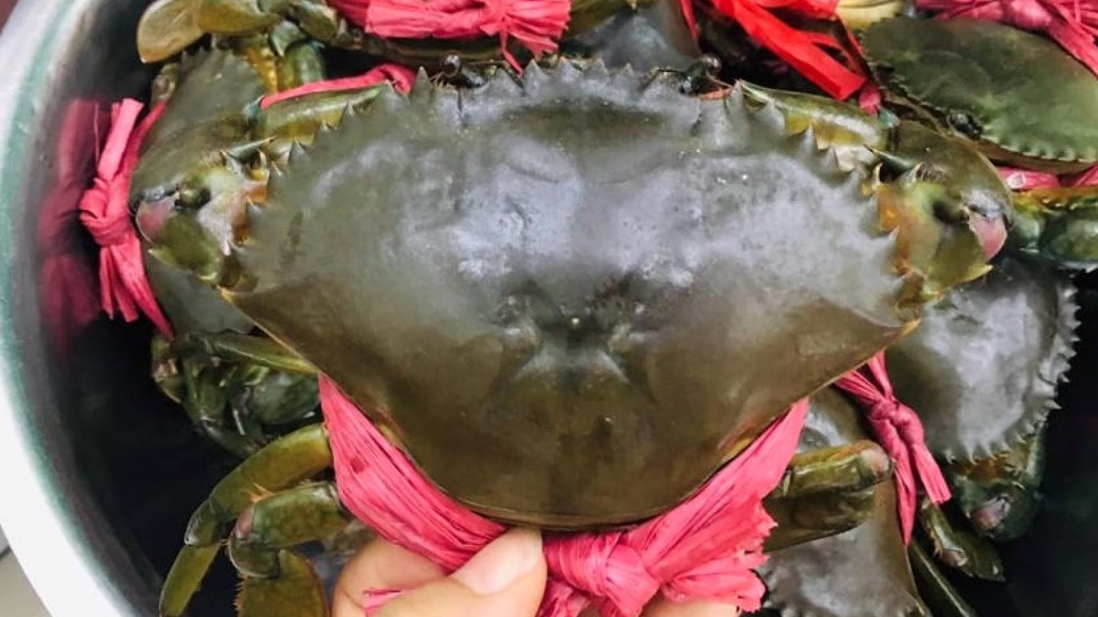 China leads Vietnam’s crab exports as US shipments surge