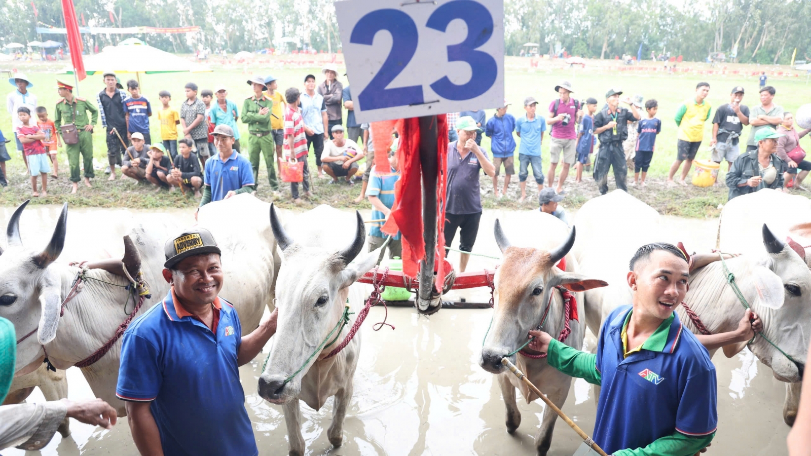 An Giang: 64 đôi bò tranh tài tại hội đua bò Bảy Núi
