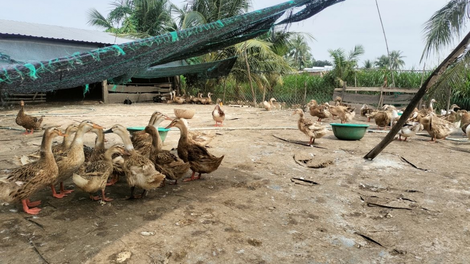 Dong Thap scrambles to contain H5N6 bird flu outbreak