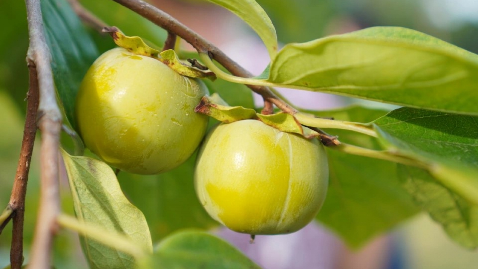 Hồng vành khuyên: Cây đặc sản mang lại nguồn thu lớn ở Lạng Sơn