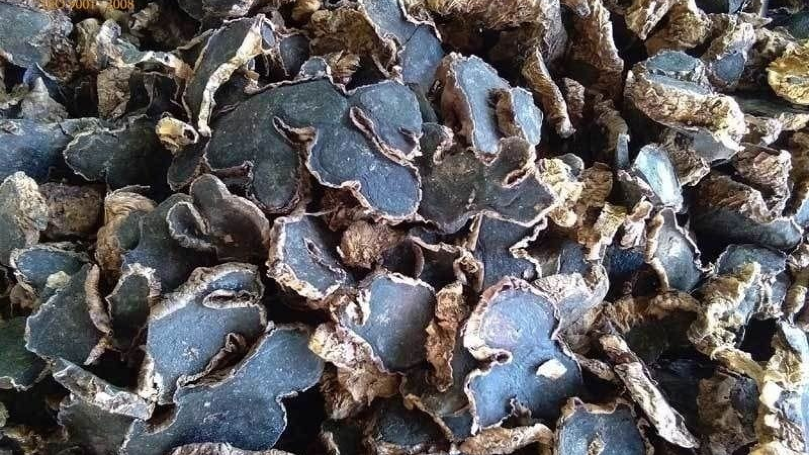 Dược liệu quý có màu đặc biệt, cực tốt cho sức khỏe xương khớp và trí nhớ