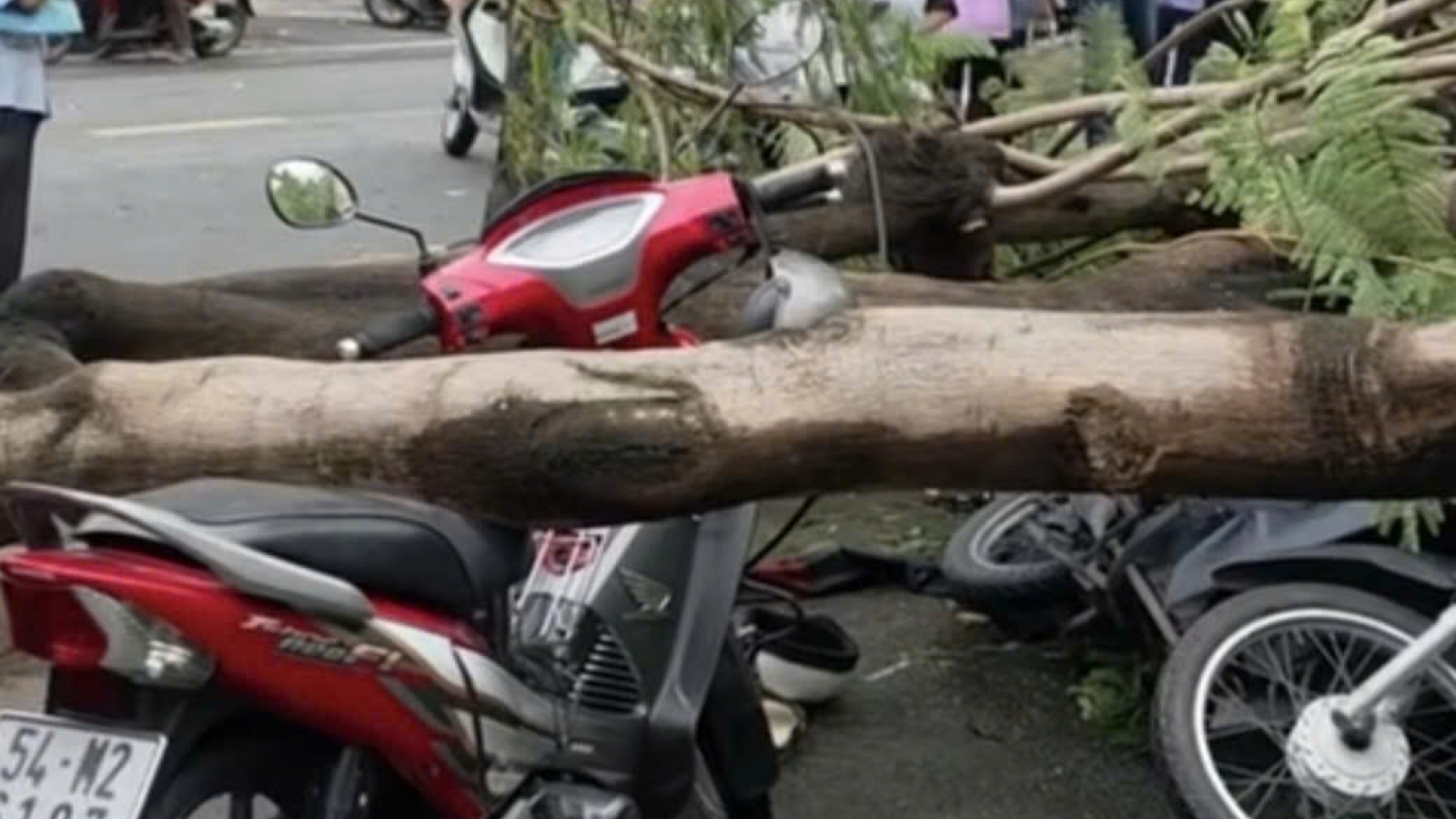 Cây phượng bật gốc trong mưa, đè chết người đàn ông ở TP.HCM