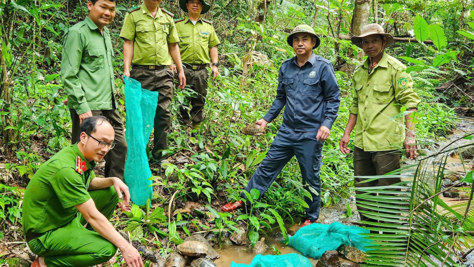Gia Lai: Tê tê Java và nhiều động vật rừng quý hiếm được thả về tự nhiên