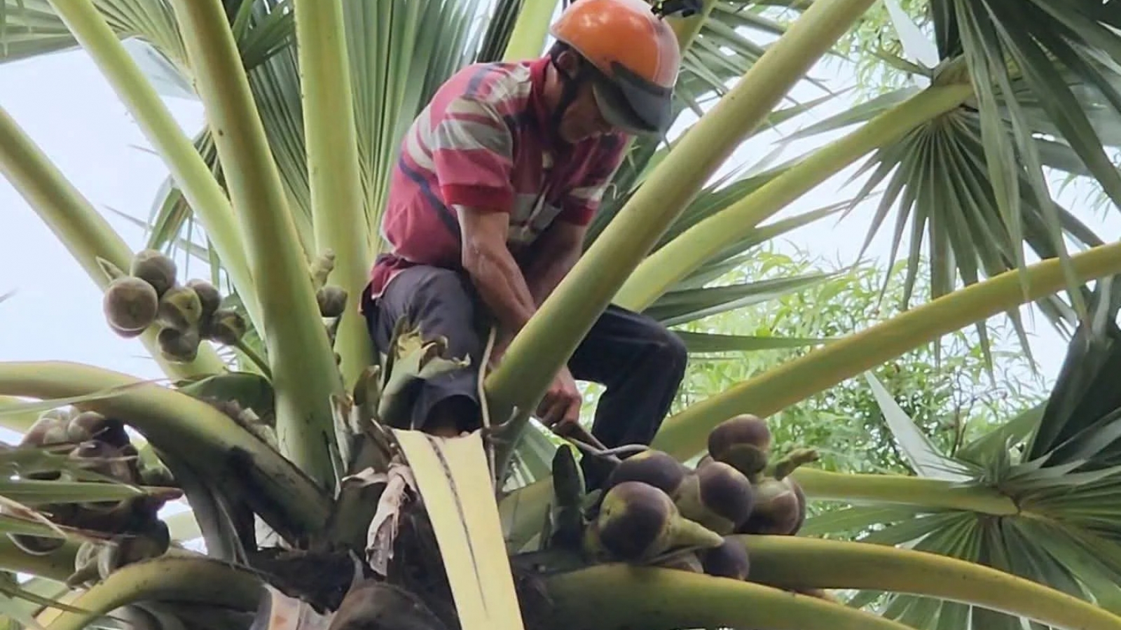 Một ngày làm thợ thốt nốt giữa miền nắng An Giang