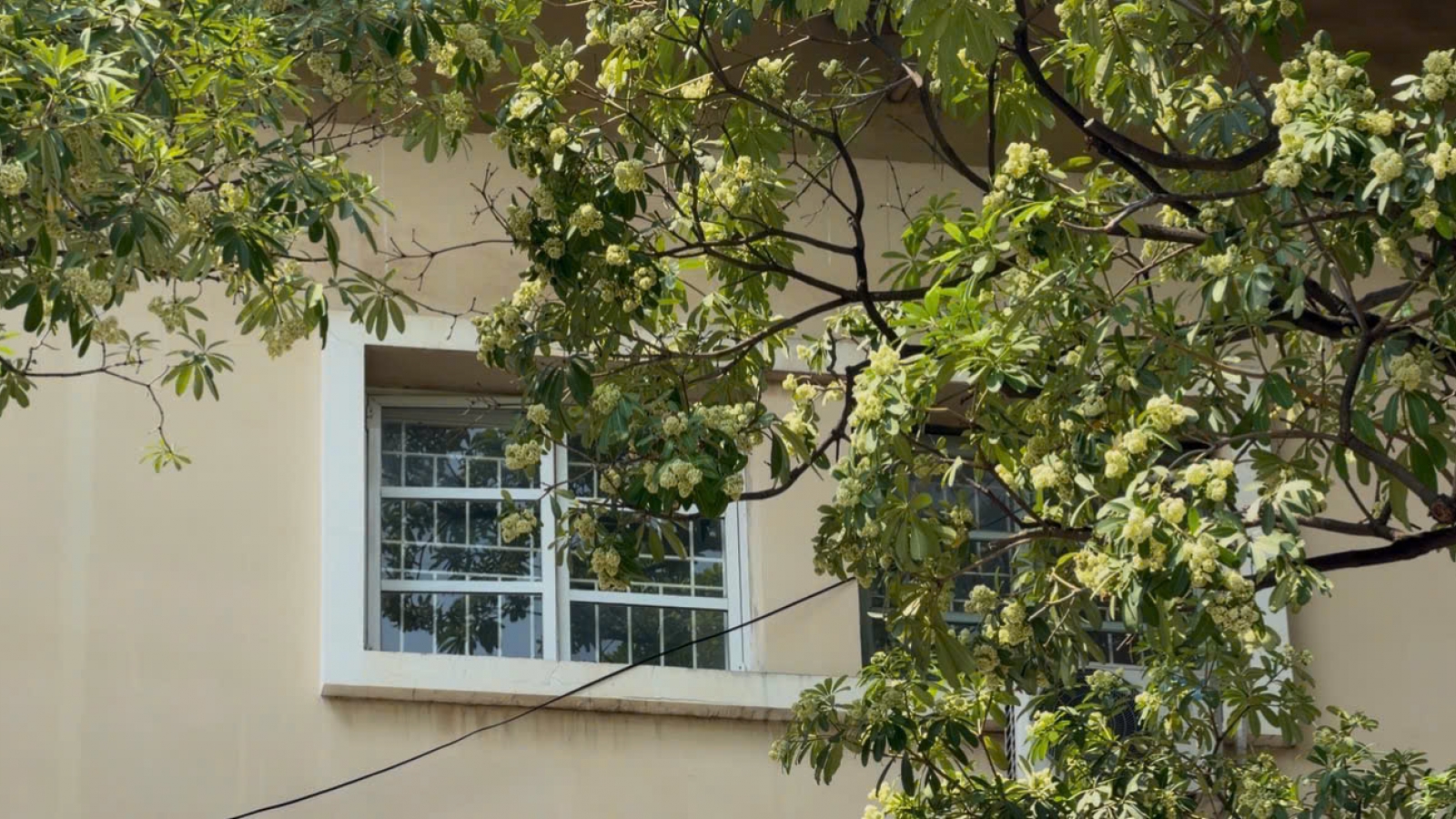 Hoa sữa Hà Nội và câu chuyện hài hòa trong không gian đô thị