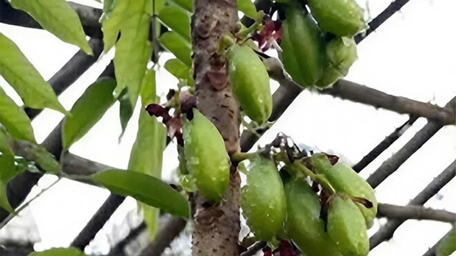 Loại quả chua lè lưỡi làm mứt đặc sản có giá 160.000 đồng/kg
