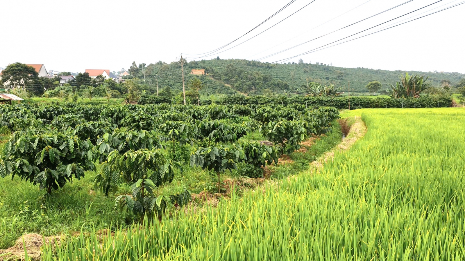 Lâm Đồng phát huy nguồn lực, thúc đẩy vùng khó khăn phát triển