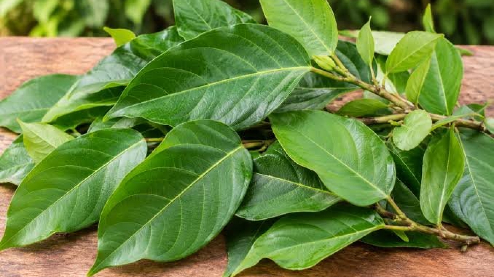 Loại lá tưởng chỉ để ăn kèm, là thuốc bảo vệ tim mạch, xương khớp và hệ tiêu hóa