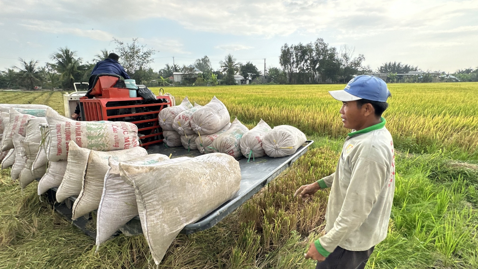 Giảm tổn thất sau thu hoạch, gia tăng giá trị lúa gạo