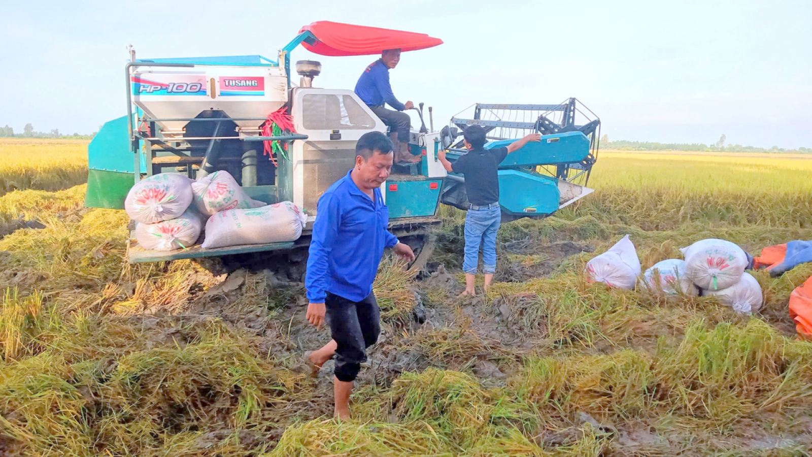 Sản xuất lúa gạo bền vững, nâng cao phúc lợi cho nông dân ĐBSCL