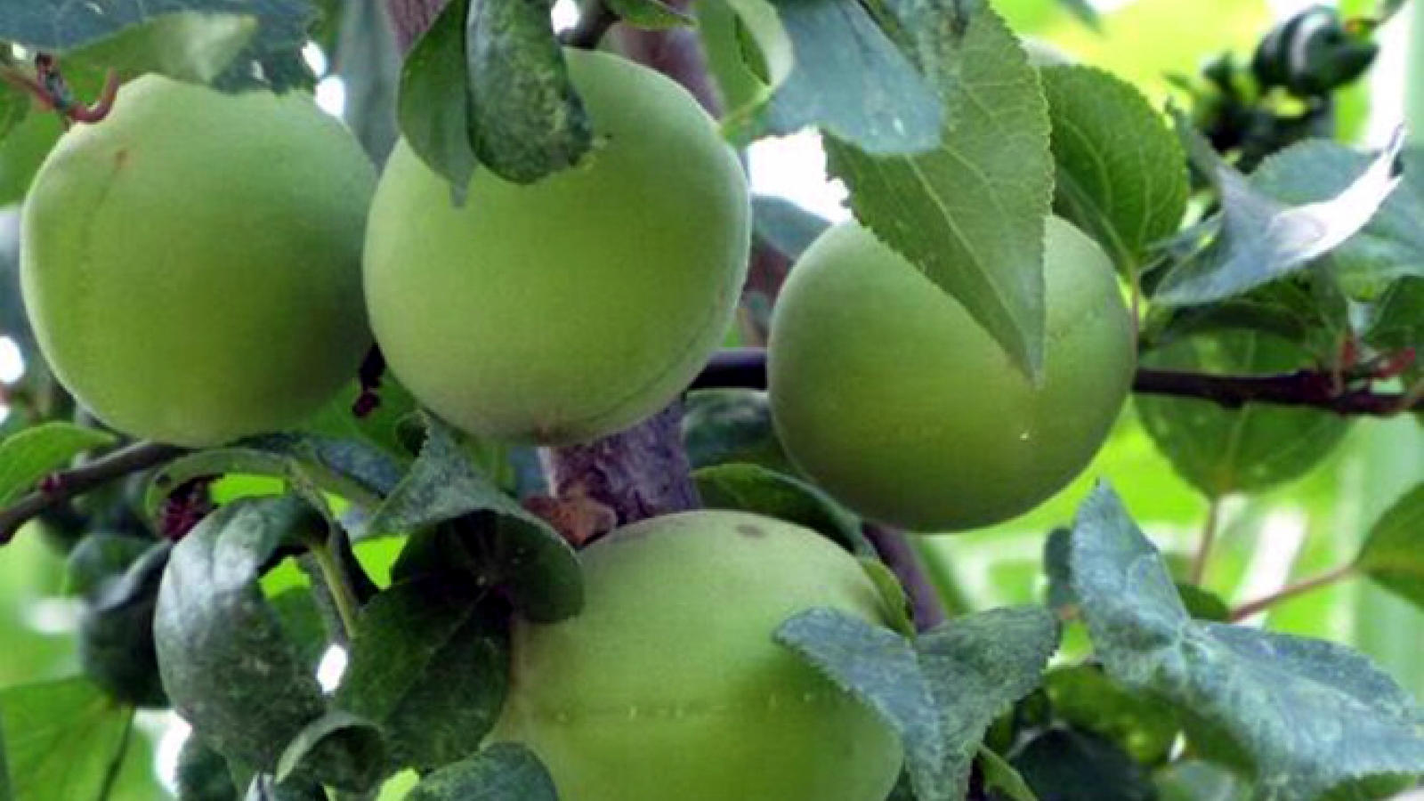Mơ bồ hóng - Đặc sản rừng Hương Tích giá đắt vẫn cháy hàng
