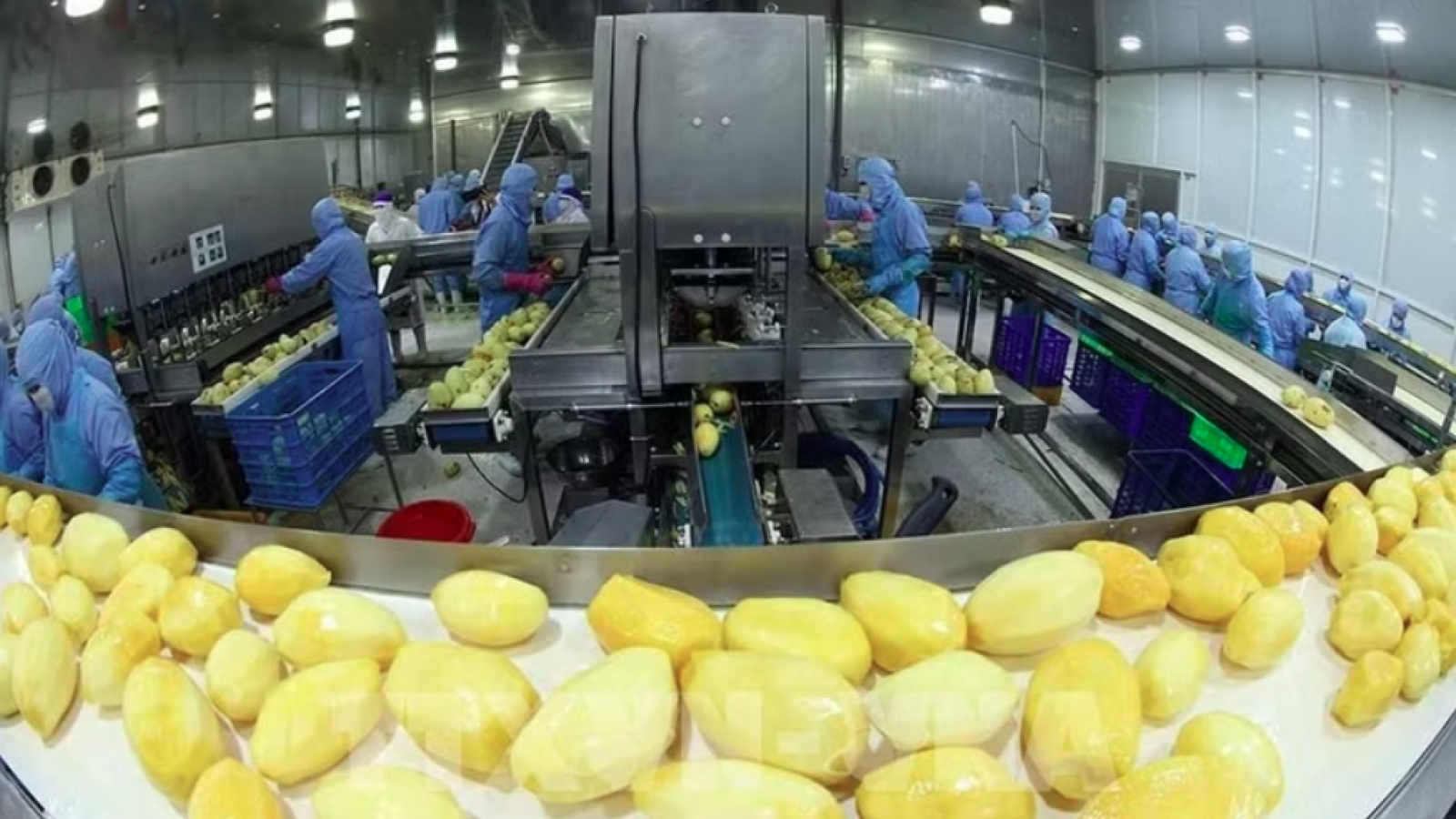 Agro-forestry-fishery exports rise 7.8% in nine months