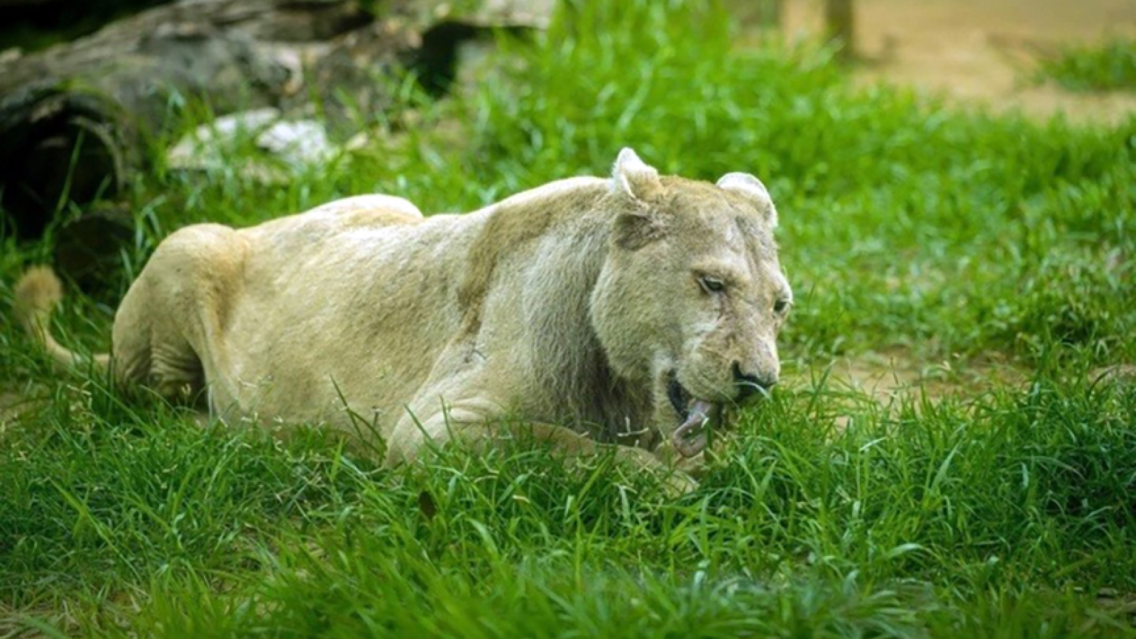 Mimi, Saigon Zoo’s last white lion, dies aged 18